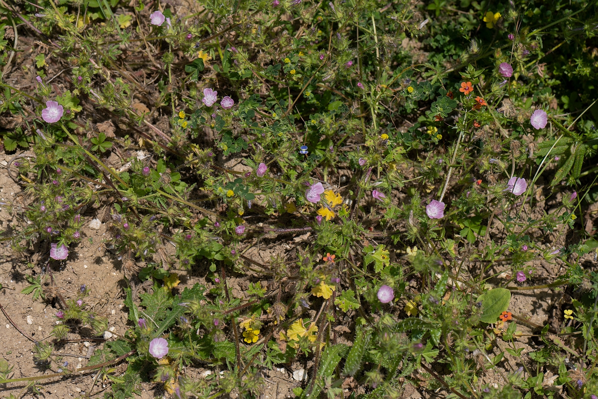 David Plant Photography - Wildlife Photography - Rough marsh-mallow - E.JPG - Rough marsh mallow - Kent