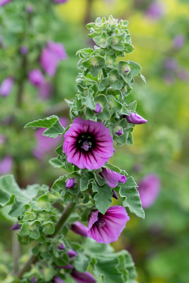 David Plant Photography - Wildlife Photography - Tree mallow - A.jpg - Tree mallow - Cornwall