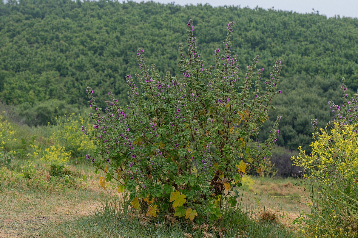 David Plant Photography - Wildlife Photography - Tree mallow - F.jpg - Tree mallow - Cornwall