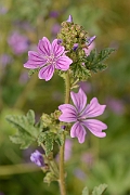 David Plant Photography - Wildlife Photography - Common mallow - B