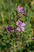 David Plant Photography - Wildlife Photography - Common mallow - C