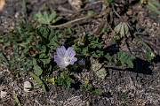 David Plant Photography - Wildlife Photography - Dwarf mallow - A