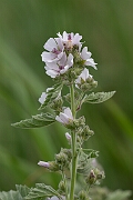 David Plant Photography - Wildlife Photography - Marsh mallow - B