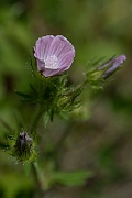 David Plant Photography - Wildlife Photography - Rough marsh-mallow - A