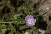 David Plant Photography - Wildlife Photography - Rough marsh-mallow - C