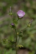 David Plant Photography - Wildlife Photography - Rough marsh-mallow - D