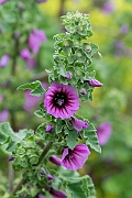 David Plant Photography - Wildlife Photography - Tree mallow - A