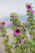 David Plant Photography - Wildlife Photography - Tree mallow - C