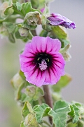 David Plant Photography - Wildlife Photography - Tree mallow - E