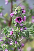 David Plant Photography - Wildlife Photography - Tree mallow - G