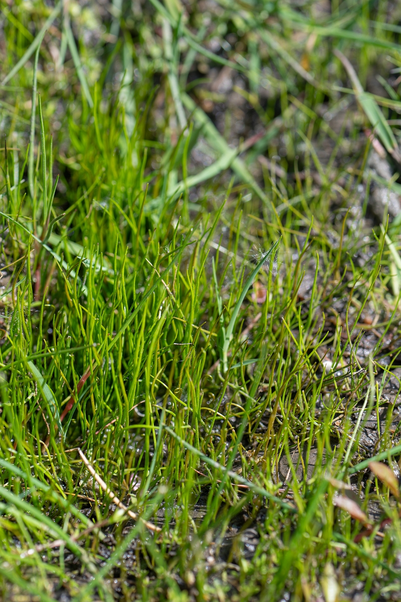 David Plant Photography - Wildlife Photography - Pillwort - B.jpg - Pillwort - Hampshire