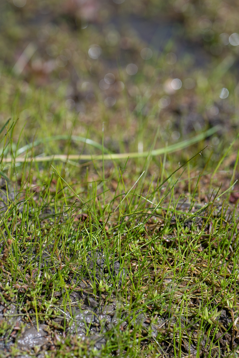 David Plant Photography - Wildlife Photography - Pillwort - C.jpg - Pillwort - Hampshire