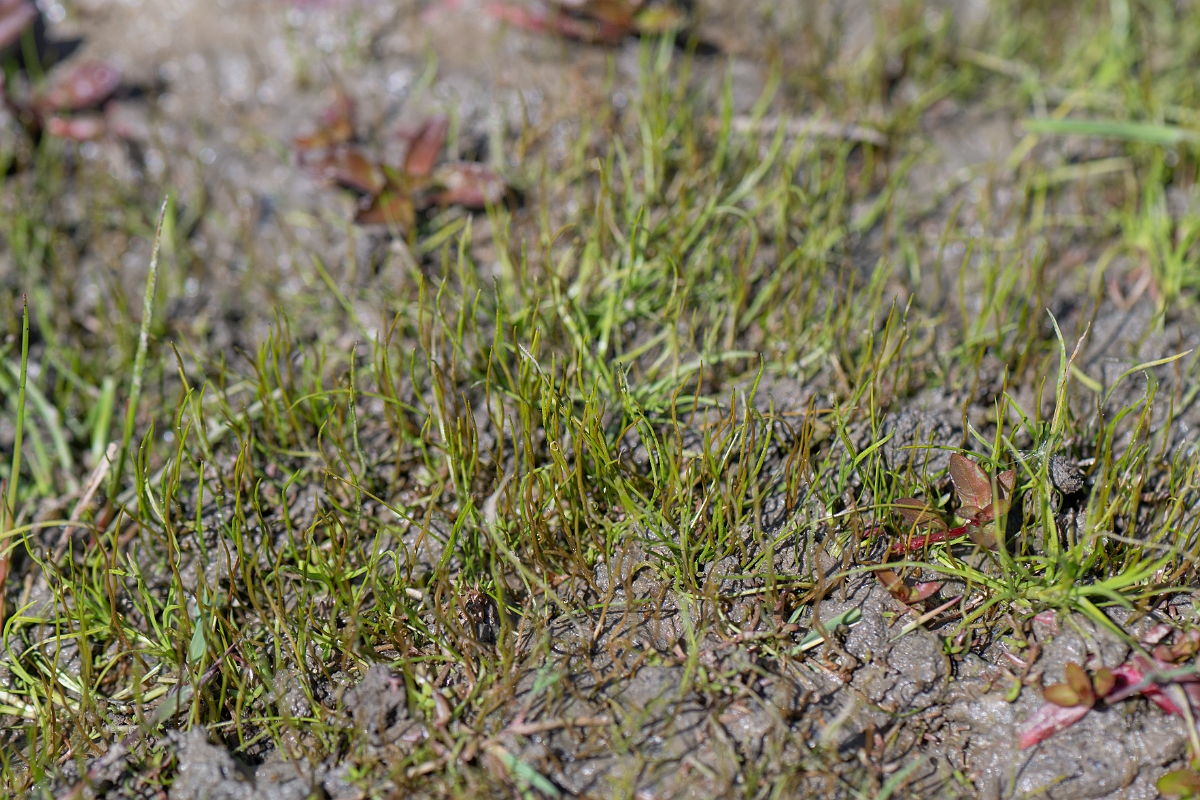 David Plant Photography - Wildlife Photography - Pillwort - D.jpg - Pillwort - Hampshire