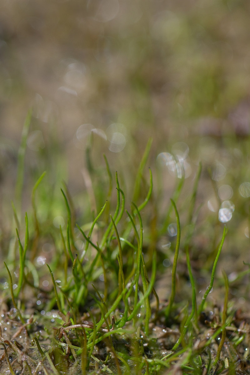 David Plant Photography - Wildlife Photography - Pillwort - G.jpg - Pillwort - Hampshire