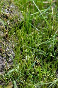 David Plant Photography - Wildlife Photography - Pillwort - A