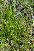 David Plant Photography - Wildlife Photography - Pillwort - B