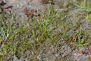 David Plant Photography - Wildlife Photography - Pillwort - D