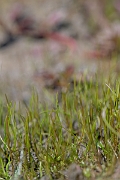 David Plant Photography - Wildlife Photography - Pillwort - E