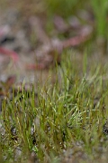 David Plant Photography - Wildlife Photography - Pillwort - F