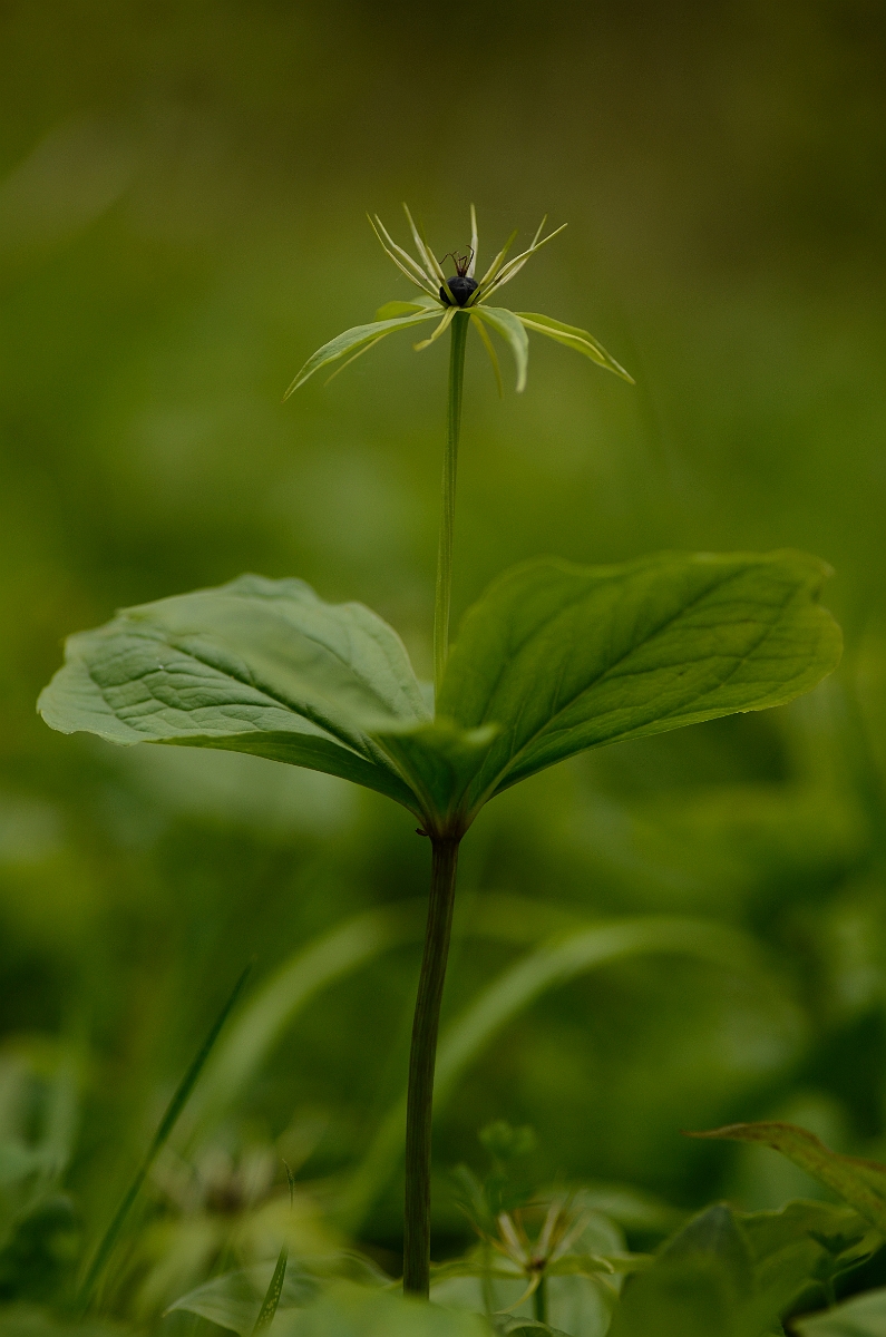 David Plant Photography - Wildlife Photography - Herb-paris - A.jpg - Herb-paris plant - Oxfordshire