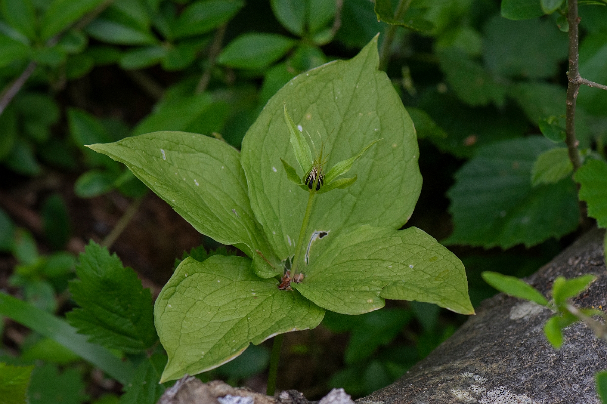 David Plant Photography - Wildlife Photography - Herb-paris - C.JPG - Herb-paris - Buckinghamshire