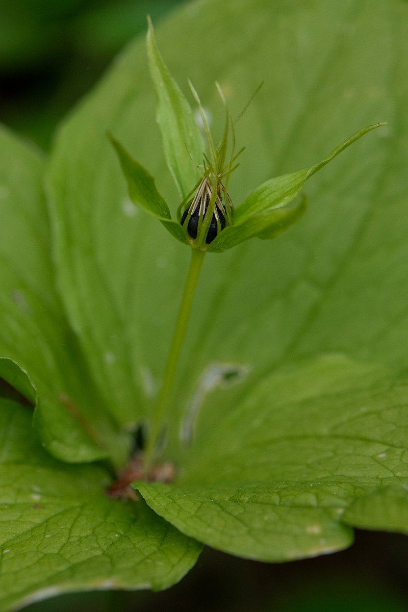 David Plant Photography - Wildlife Photography - Herb-paris - D.JPG - Herb-paris - Buckinghamshire