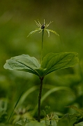 David Plant Photography - Wildlife Photography - Herb-paris - A