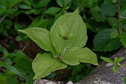 David Plant Photography - Wildlife Photography - Herb-paris - C