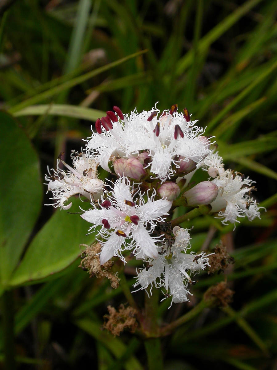 David Plant Photography - Wildlife Photographer - Bog bean - A.jpg - Bogbean - Somerset