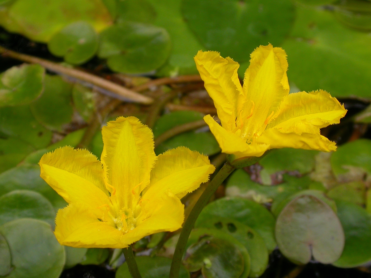 David Plant Photography - Wildlife Photographer - Fringed water-lily flower - A.jpg - Fringed water-liliy flower - Gloucestershire
