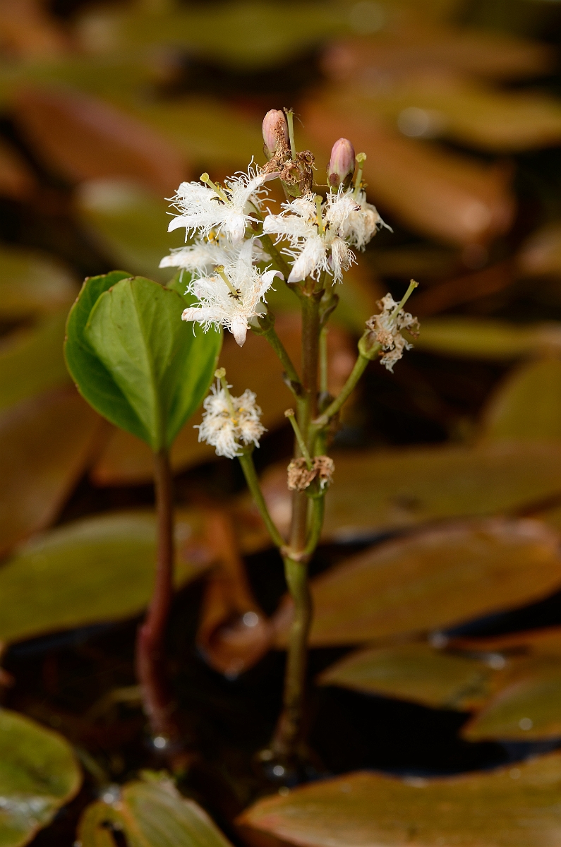 David Plant Photography - Wildlife Photography - Bog bean - B.jpg - Bogbean plant - Cotswolds