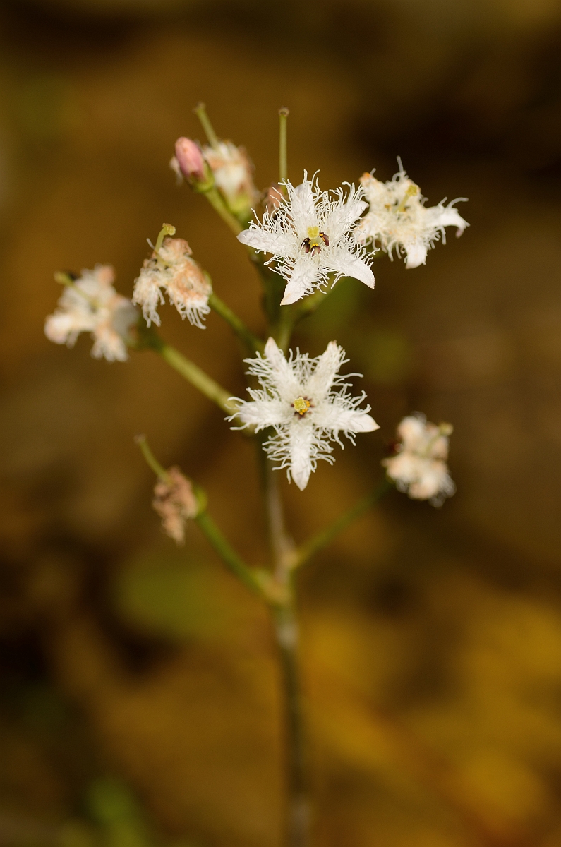 David Plant Photography - Wildlife Photography - Bog bean - C.jpg - Bogbean flowers - Cotswolds