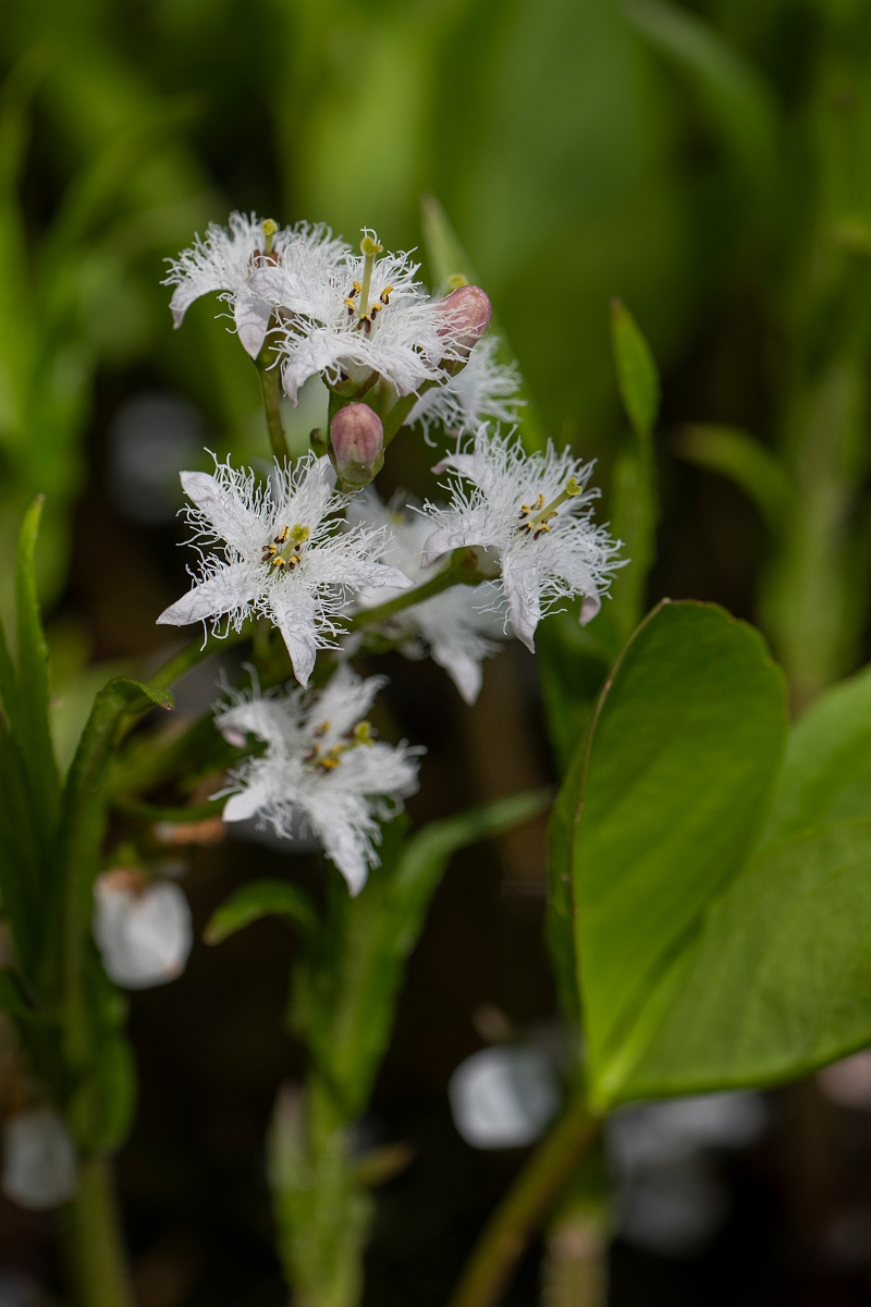David Plant Photography - Wildlife Photography - Bog bean - D.JPG - Bogbean flowers - Cotswolds
