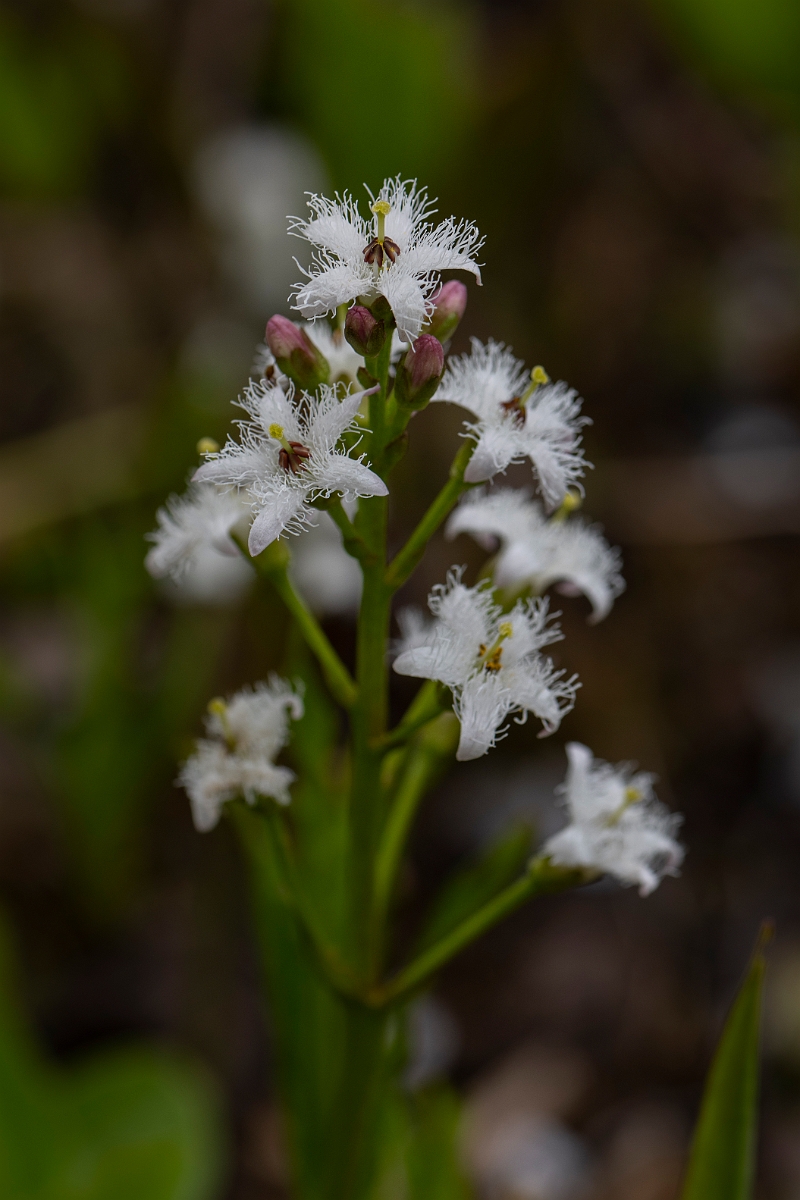 David Plant Photography - Wildlife Photography - Bog bean - F.JPG - Bogbean flowers - Cotswolds