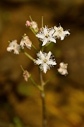 David Plant Photography - Wildlife Photography - Bog bean - C