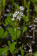 David Plant Photography - Wildlife Photography - Bog bean - E