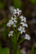 David Plant Photography - Wildlife Photography - Bog bean - F