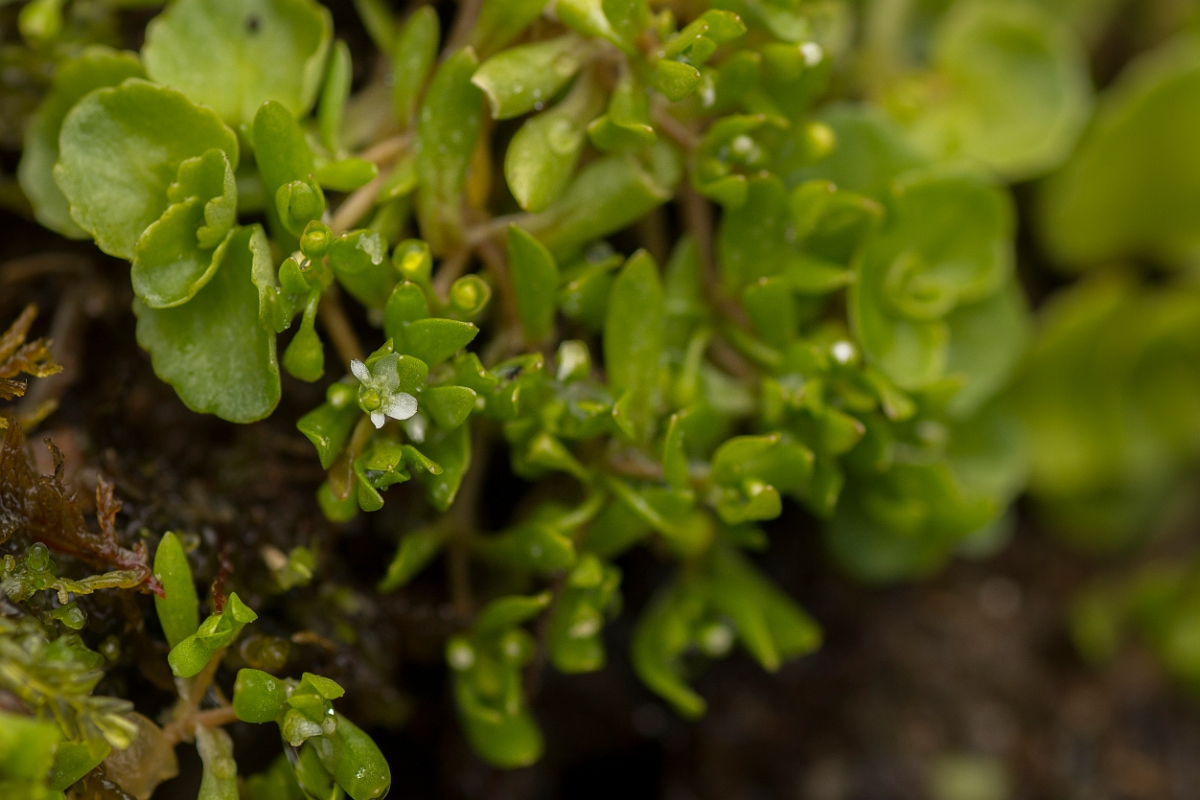 David Plant Photography - Wildlife Photography - Blinks - A.jpg - Blinks - Perthshire