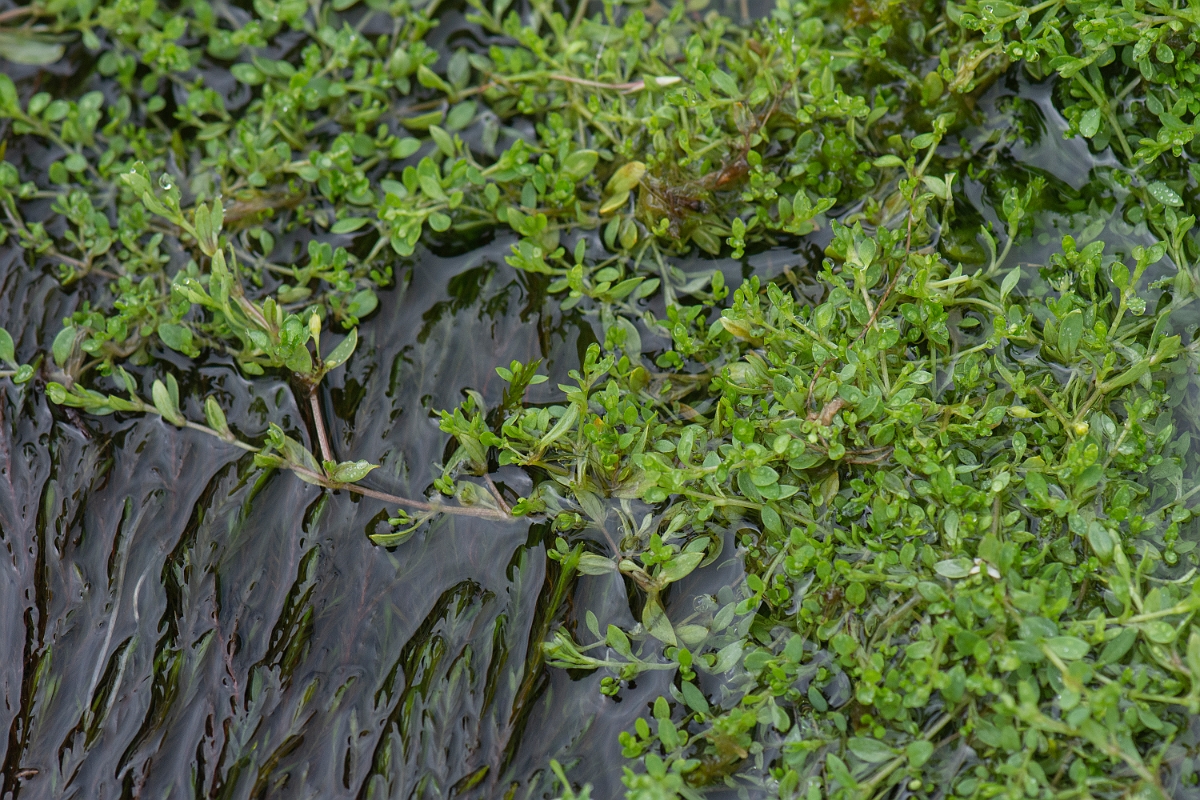 David Plant Photography - Wildlife Photography - Blinks - C.JPG - Blinks - Cairngorms