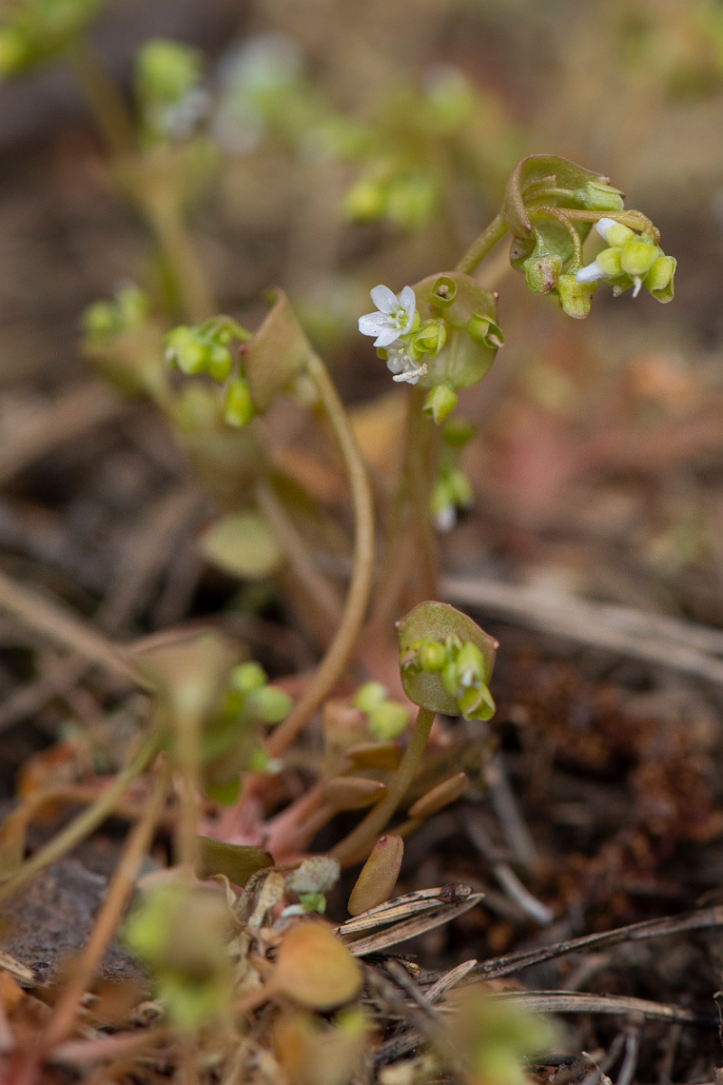 David Plant Photography - Wildlife Photography - Springbeauty - A.JPG - Springbeauty - Norfolk