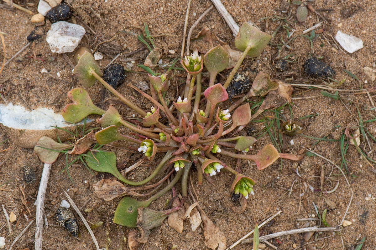 David Plant Photography - Wildlife Photography - Springbeauty - B.JPG - Springbeauty - Suffolk