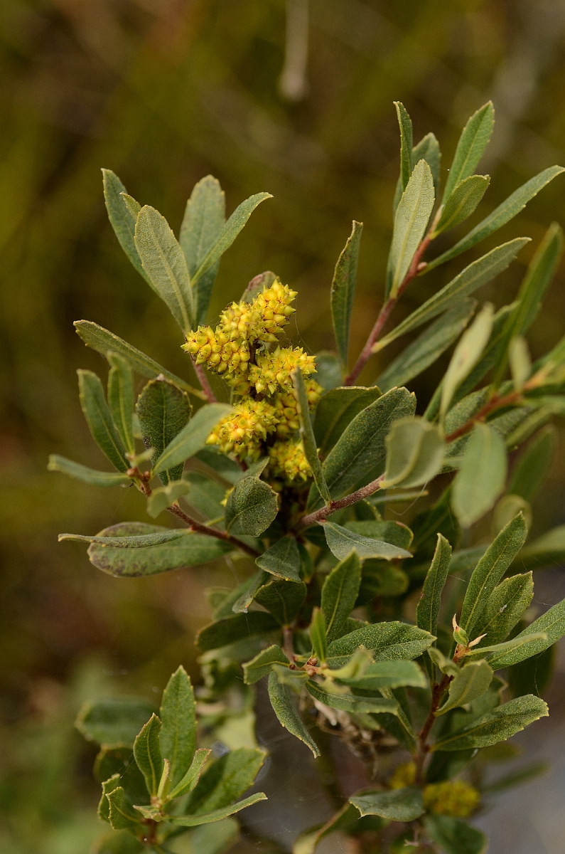 David Plant Photography - Wildlife Photography - Bog myrtle - A.jpg - Bog myrtle - Hampshire