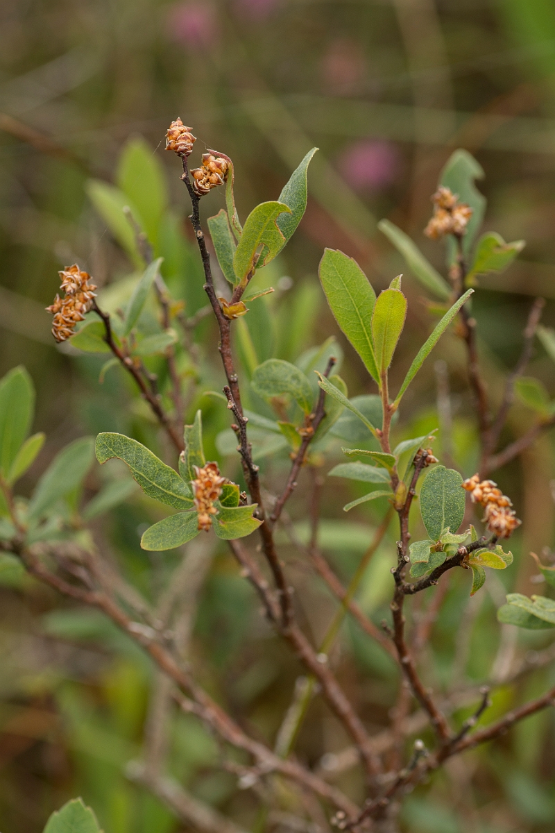 David Plant Photography - Wildlife Photography - Bog myrtle - B.jpg - Bog myrtle - Ayrshire