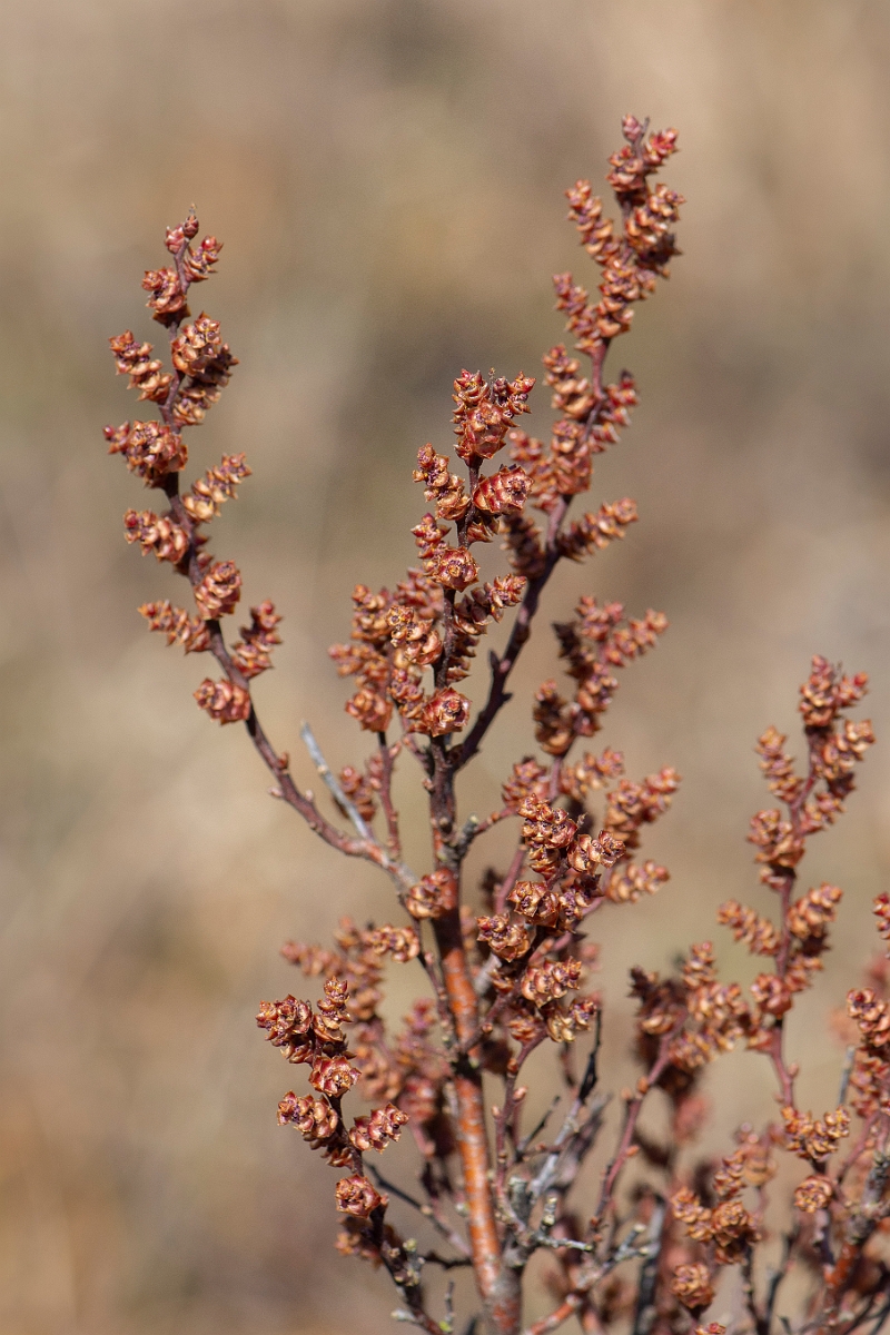 David Plant Photography - Wildlife Photography - Bog myrtle - C.JPG - Bog myrtle - Dorset
