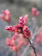 David Plant Photography - Wildlife Photographer - Bog myrtle flower - A