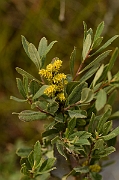 David Plant Photography - Wildlife Photography - Bog myrtle - A