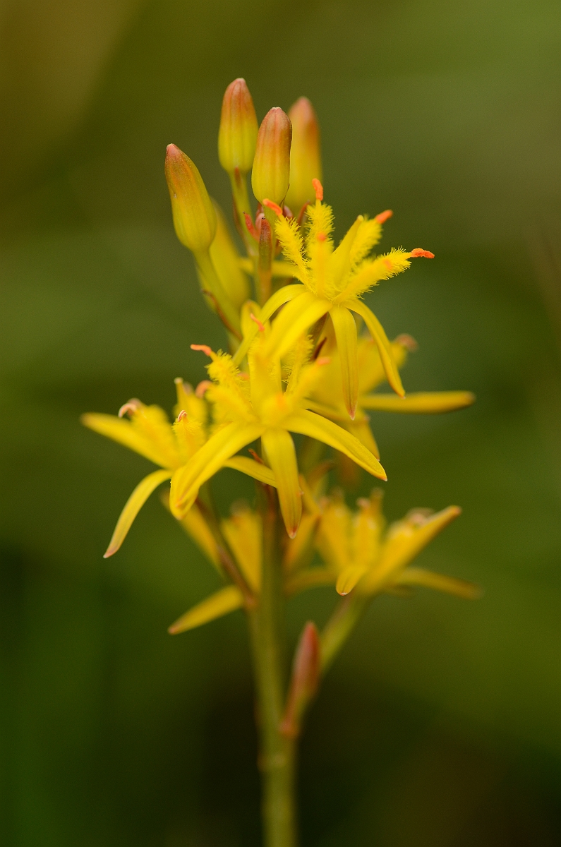 David Plant Photography - Wildlife Photography - Bog asphodel - A.jpg - Bog asphodel - Rhondda Cynon Taff
