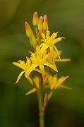David Plant Photography - Wildlife Photography - Bog asphodel - A