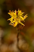 David Plant Photography - Wildlife Photography - Bog asphodel - B