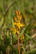 David Plant Photography - Wildlife Photography - Bog asphodel - C